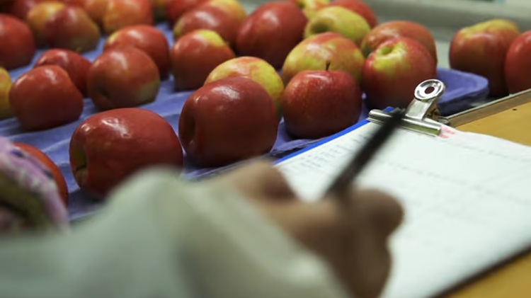 LUCAi™ revoluciona la clasificación de manzanas con Deep Learning contextual.png